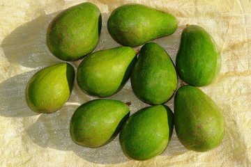 aguacates - avocado 3