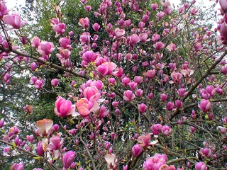 Crédence de cuisine en verre imprimé Magnolia magnolia en fleur