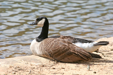 canadian goose