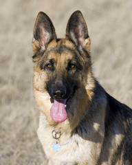 gsd