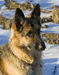 german shepherd