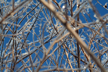 icy branches