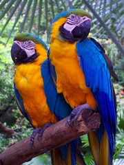 pair of parrots