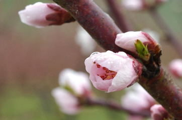 blooming peach tree