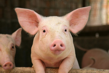 cute pig - Powered by Adobe