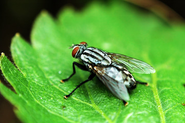 red eye fly