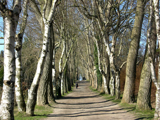 allee in ahrenshoop