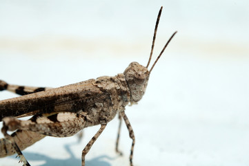 grasshopper over white background
