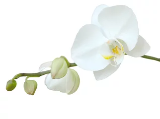 Papier Peint photo Lavable Orchidée orchidée blanche