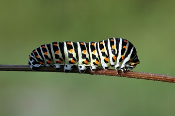 chenille de machaon