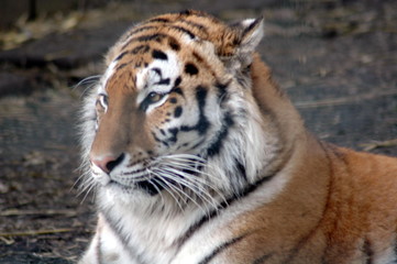 tiger