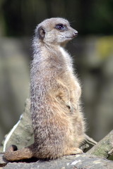 meercat