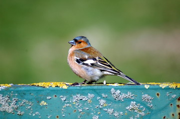 bulfinch