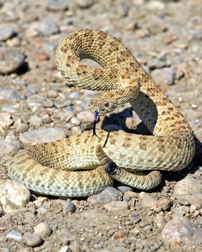 Prairie Rattlesnake 1