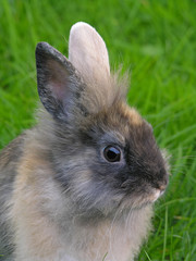 kaninchen