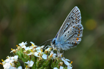 papillon
