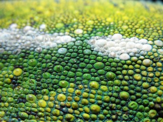 peau de caméléon en gros plan