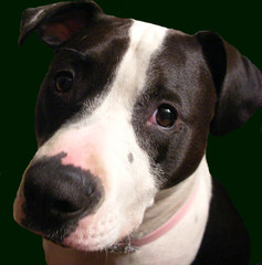 pit bull dog