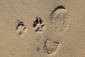 a foot print and dog paw prints in the sand on a b