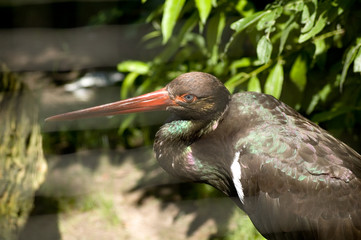 storch