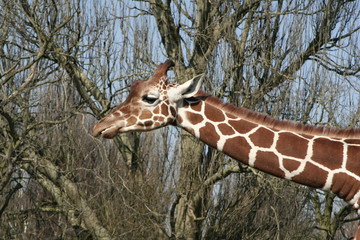giraffe