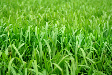 green grass