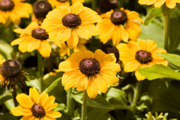 gelbe blüten