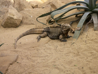 iguana