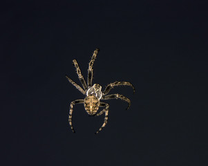 spider