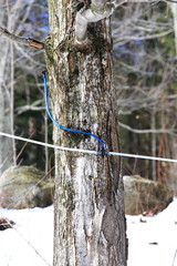 modern maple sap collection