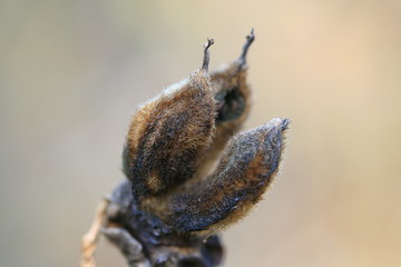 peony seed head