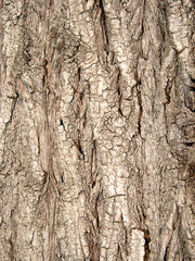 texture (background, invoice) tree(wood) osiers(willows)