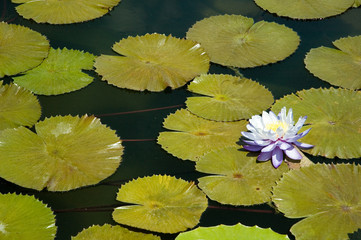 seerose