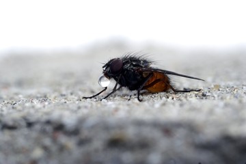 fly and drop