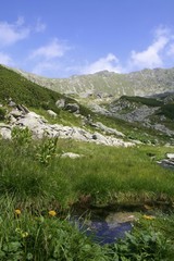 mountain landscape with little brook and flowers