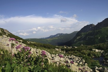mountain landscape with mauve alpine flowers