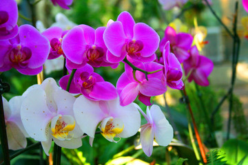 Fototapeta na wymiar wild orchid phalaenopsis , plantation beau 'diane'