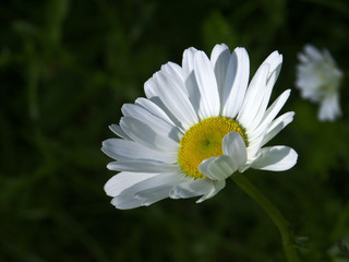 daisy cup