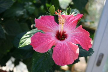 hibiscus flowers , sudan rose