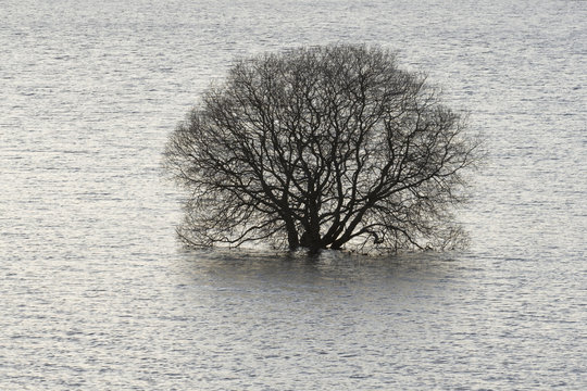 drowned tree