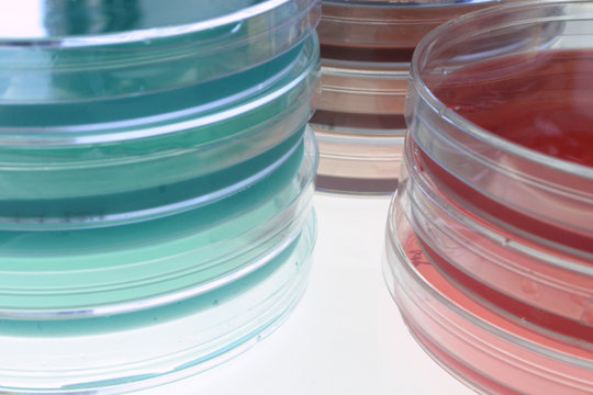 bacteriological media