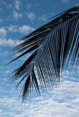 Obraz premium palm tree leaf against a blue sky