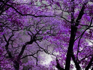 Fototapety  fioletowa wiosna