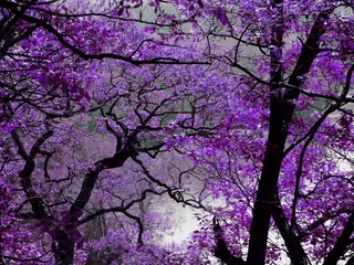 Rolgordijnen paarse lente © Joseph Mercurio