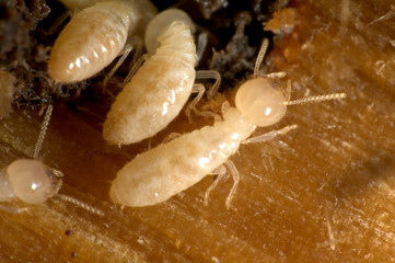 termites - 2756094