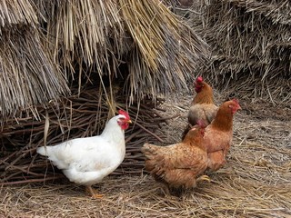 countryside hens
