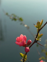 quiet red flower beside lake