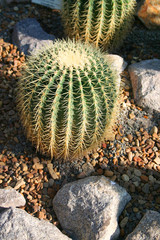 cactus - echinocactus grusonii