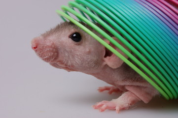 rat in the rainbow toy