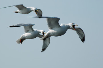 screaming seagulls